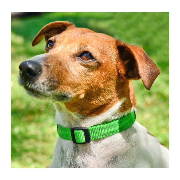 Rogz Coleira Cão Utility Reflectora M Verde Claro