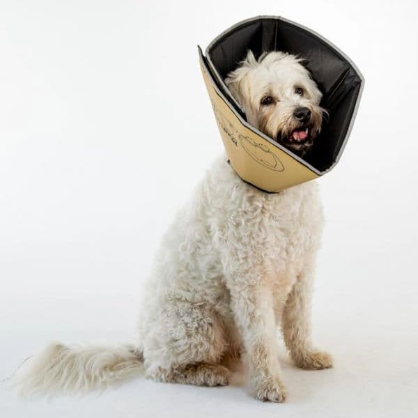 All Four Paws Colar Animais de Estimação Comfy Cone L 25 cm Bronze - 433852