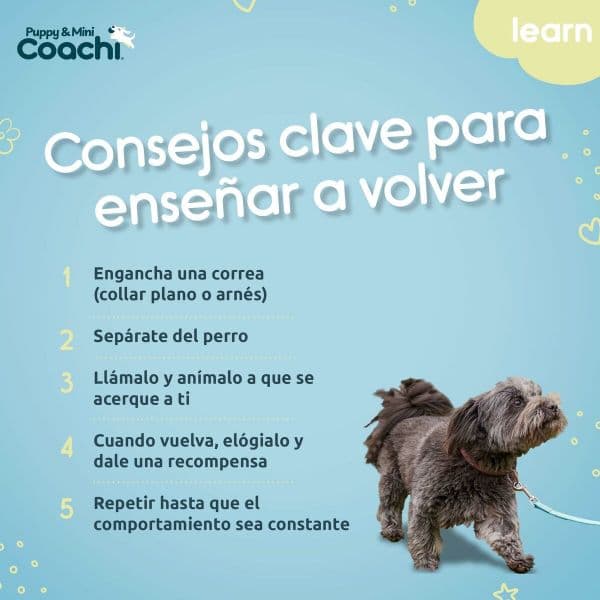 Coati Trela de Treino Puppy & Mini Waterproof Verde 5 m