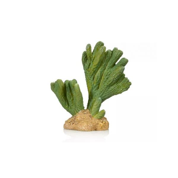 Gigan Terra Cactus 3 Giganterra