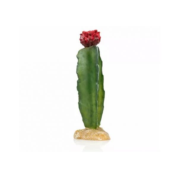 Giganterra Cactus 5