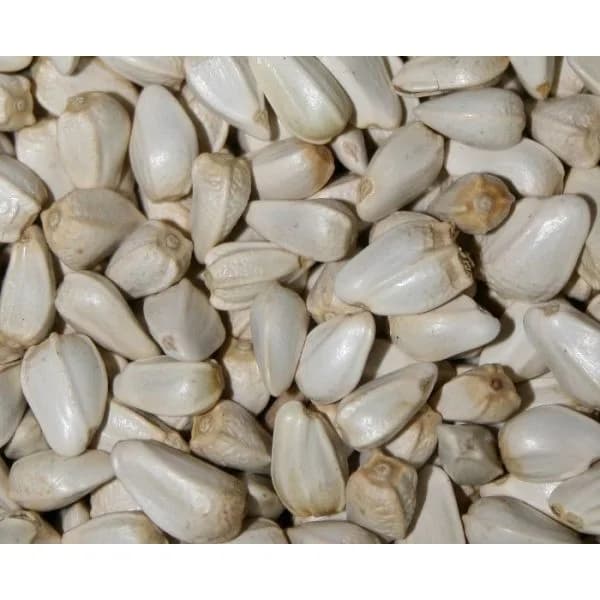 Versele Laga Semente Cardy 20kg