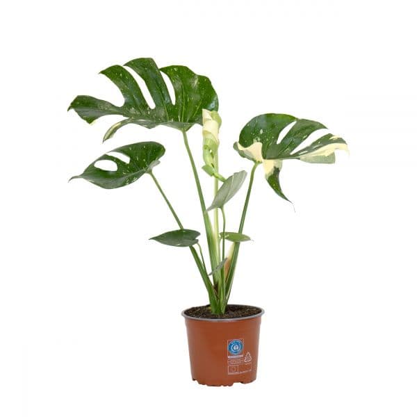 Bioma Plants Monstera Thai Constellation 60 - 70 cm Ø 17cm