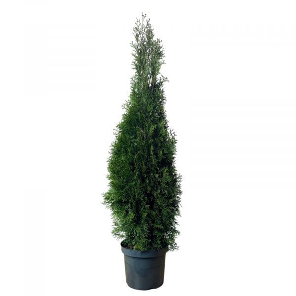 Bioma Plants Cedro do Canadá 110 - 130 cm Ø 27cm