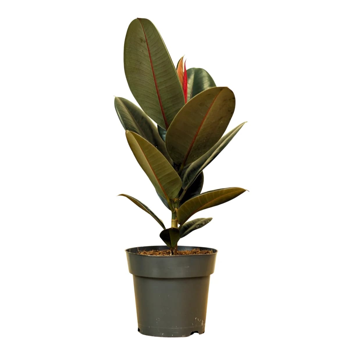 Ficus Elastica Abidjan
