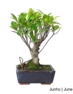 Tiger Bark Ficus Bonsai 5 Years Old