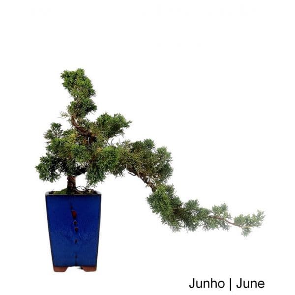 Luso Bonsai Juniperus Chinesis Bonsai de 31 anos - 52554