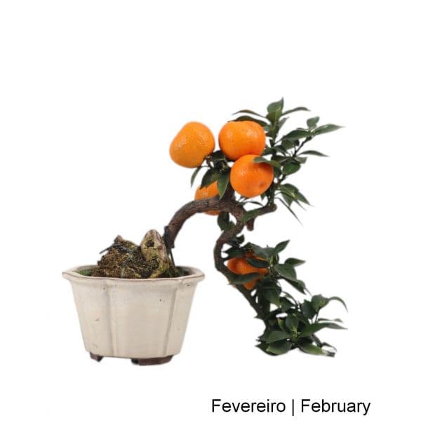 Luso Bonsai Citrus Myrtifolia Bonsai de 15 anos - 54025