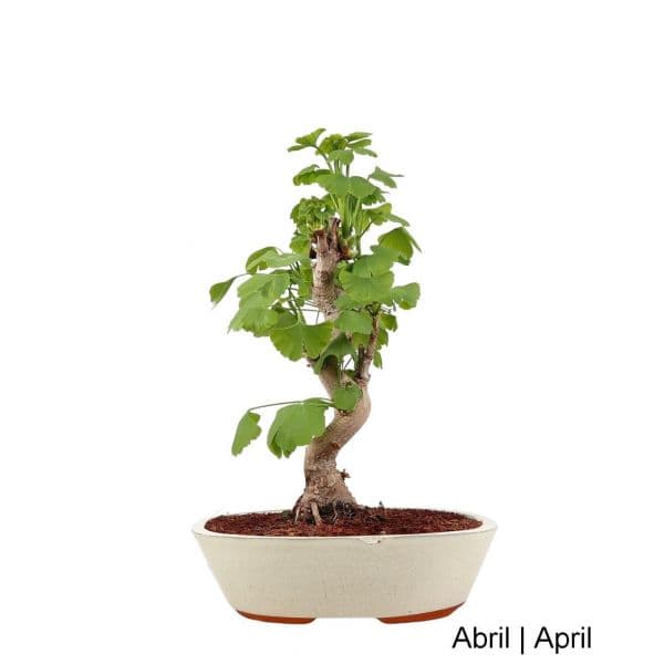 Luso Bonsai Ginkgo Biloba Bonsai de 19 anos - 54936