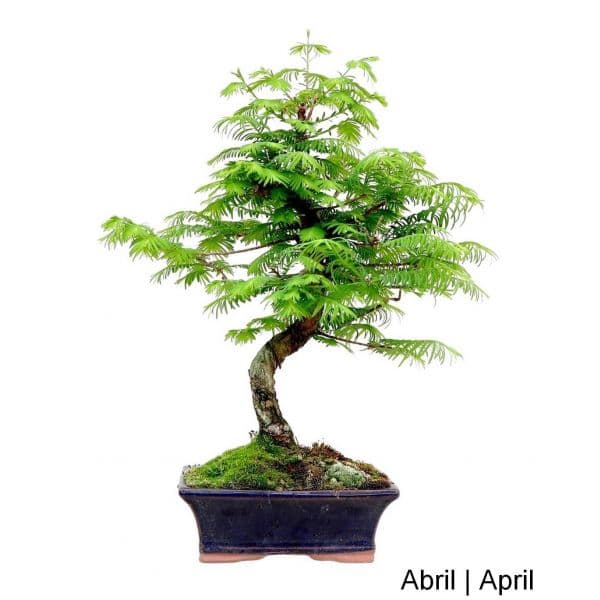 Luso Bonsai Metasequoia Bonsai de 9 anos - 56213
