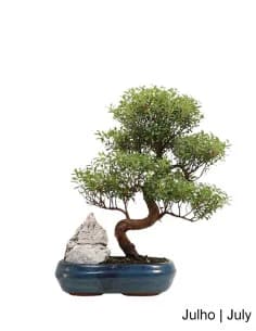 Syzygium Bonsai 12 years old
