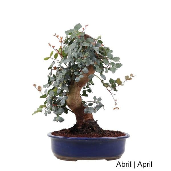 Luso Bonsai Alfarrobeira Bonsai de 29 anos - 57152