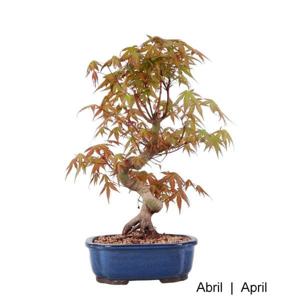 Luso Bonsai Acer Palmatum Yamamomiji Bonsai de 28 anos - 62351