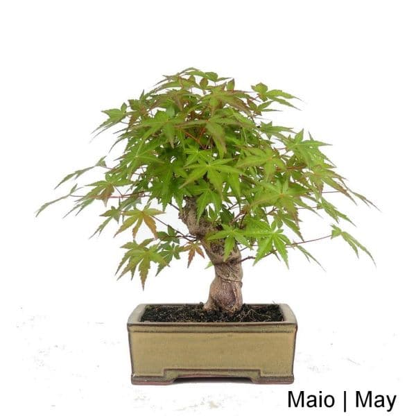 Luso Bonsai Acer Palmatum SPP Bonsai de 27 anos - 63750