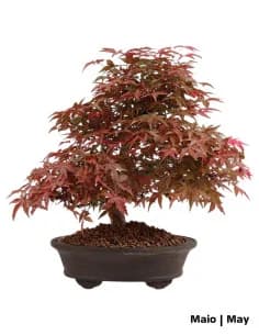 Acer Palmatum Deshojo Bonsai from 1979
