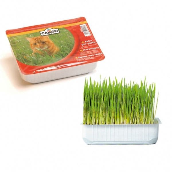 Camon Erva para Gato