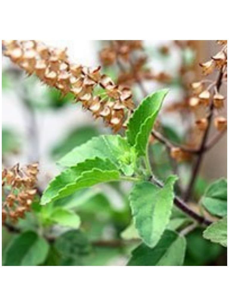 Lakshmi Oleo Essencial Puro de Tulsi Silvestre 10Ml 107