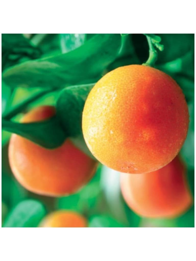 Lakshmi Oleo Essencial Puro de Laranja Extra 10Ml 116