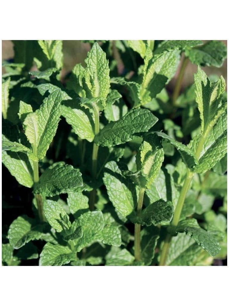 Lakshmi Oleo Essencial de Menta Piperita Ou Peppermint 10Ml 144