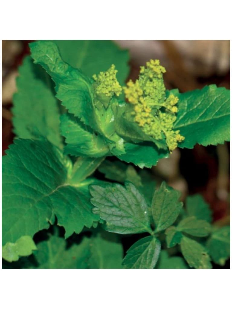 Lakshmi Oleo Essencial Puro de Mirra Silvestre 5Ml 148