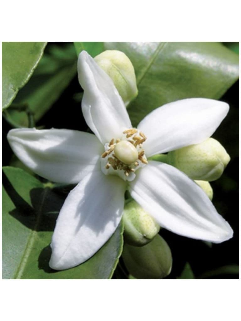 Lakshmi Oleo Essencial Puro de Neroli 1Ml 149