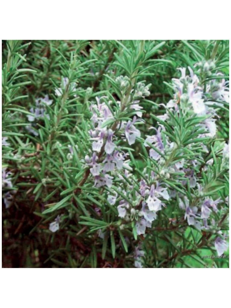 Lakshmi Oleo Essencial Puro Alecrim Borneone 10Ml 156