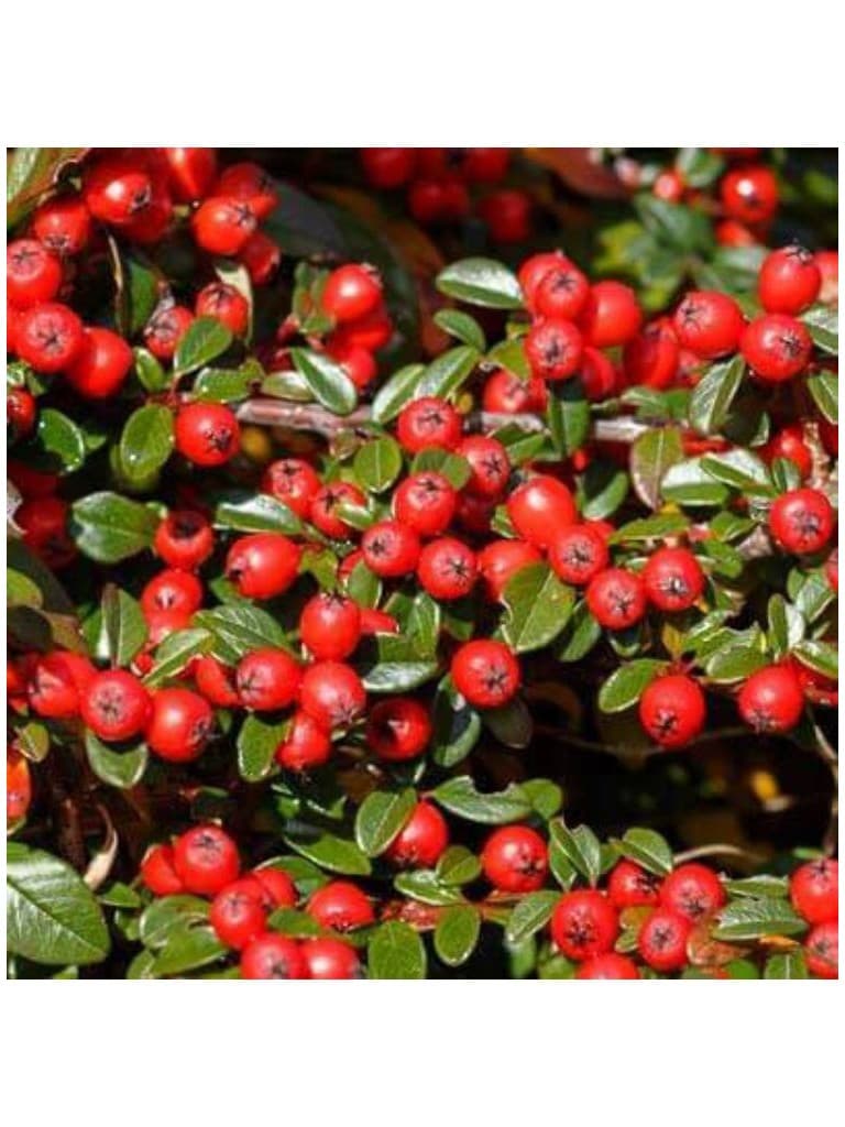 Lakshmi Wintergreen Oleo Essencial 10Ml 168