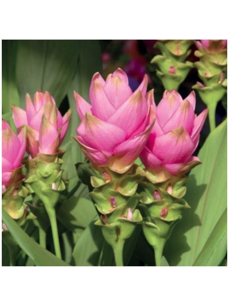Lakshmi Oleo Essencial Puro de Curcuma 10Ml 1115