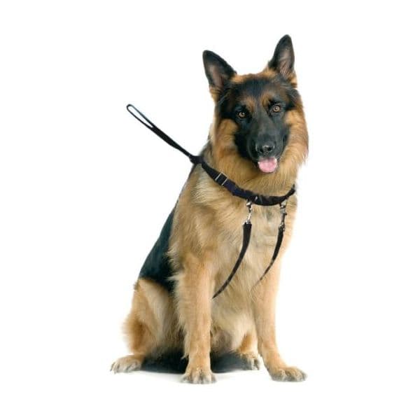Arquivet Petral de Training 25-40 cm