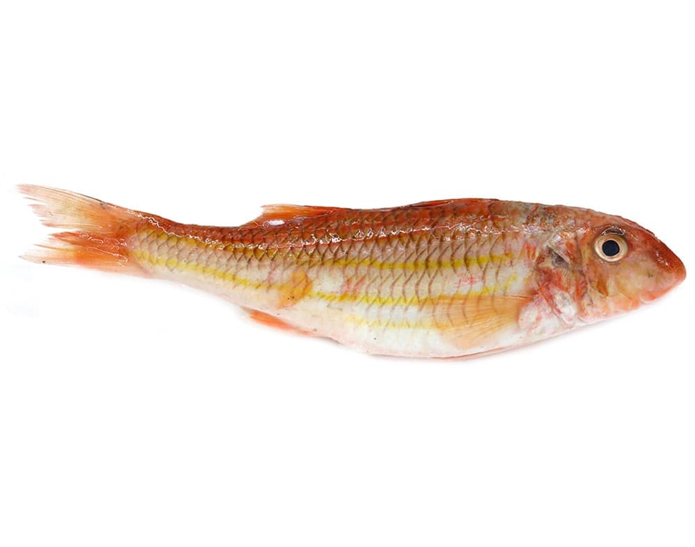 SALMONETE KG