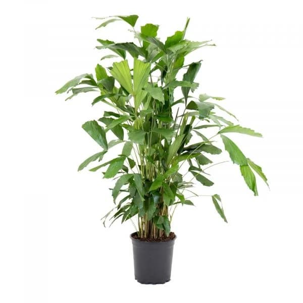 Bioma Plants Palmeira Rabo de Peixe 110-120 cm Ø 21cm