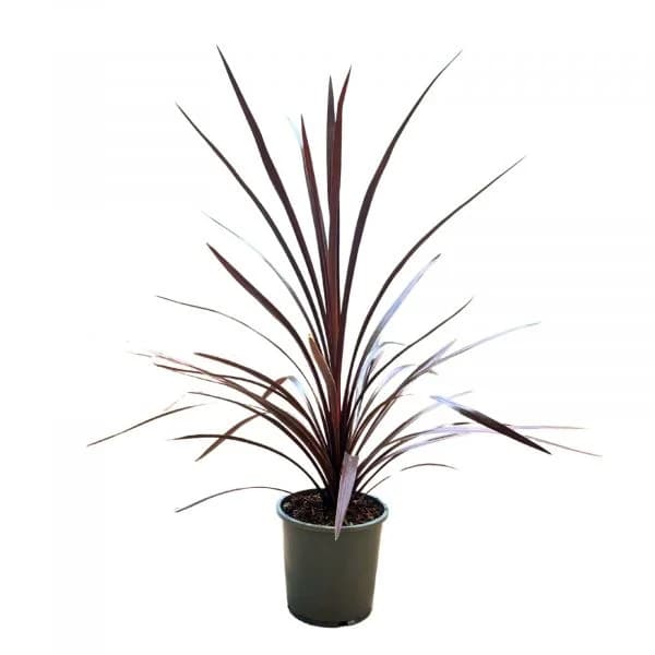 Bioma Plants Cordyline Red Star 80 - 90 cm Ø 17cm