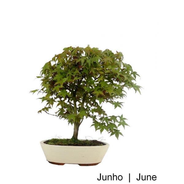 Luso Bonsai Acer Palmatum Deshojo Bonsai de 17 anos - 51731