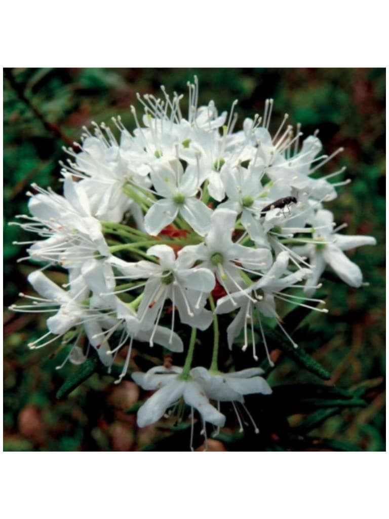 Lakshmi Oleo Essencial Puro Cha de Lavrador (Ledum Groenlandicum) 2Ml 141