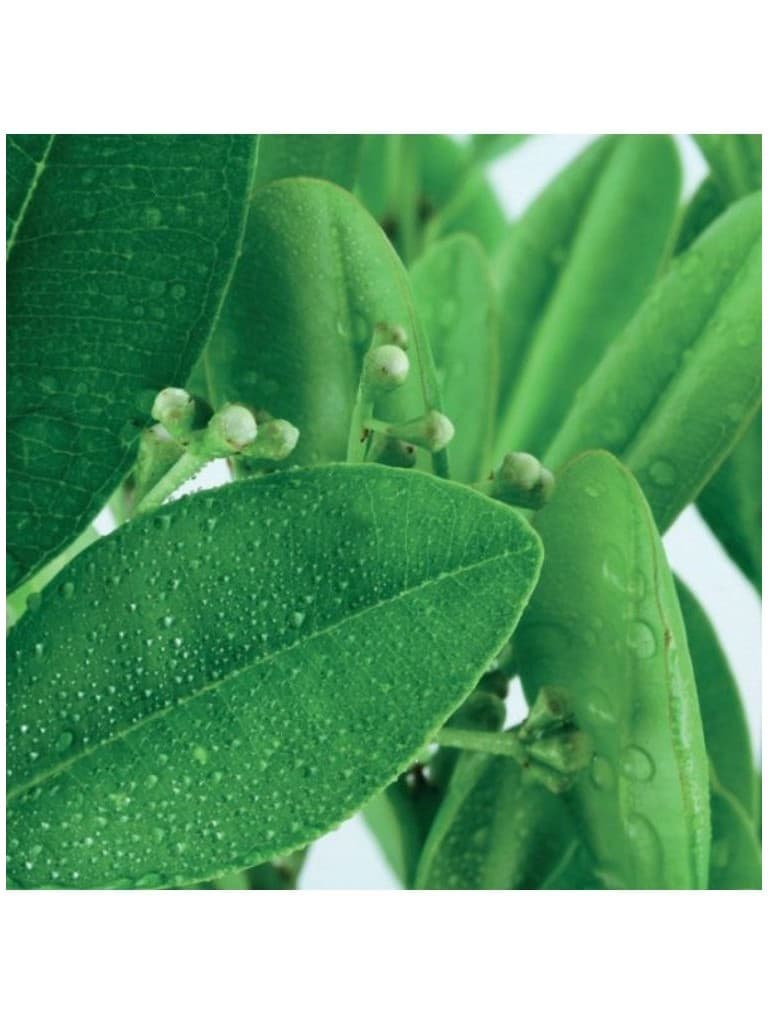 Lakshmi Oleo Essencial Puro Ravintsara (Cinnamomun Camphora) 10Ml 153