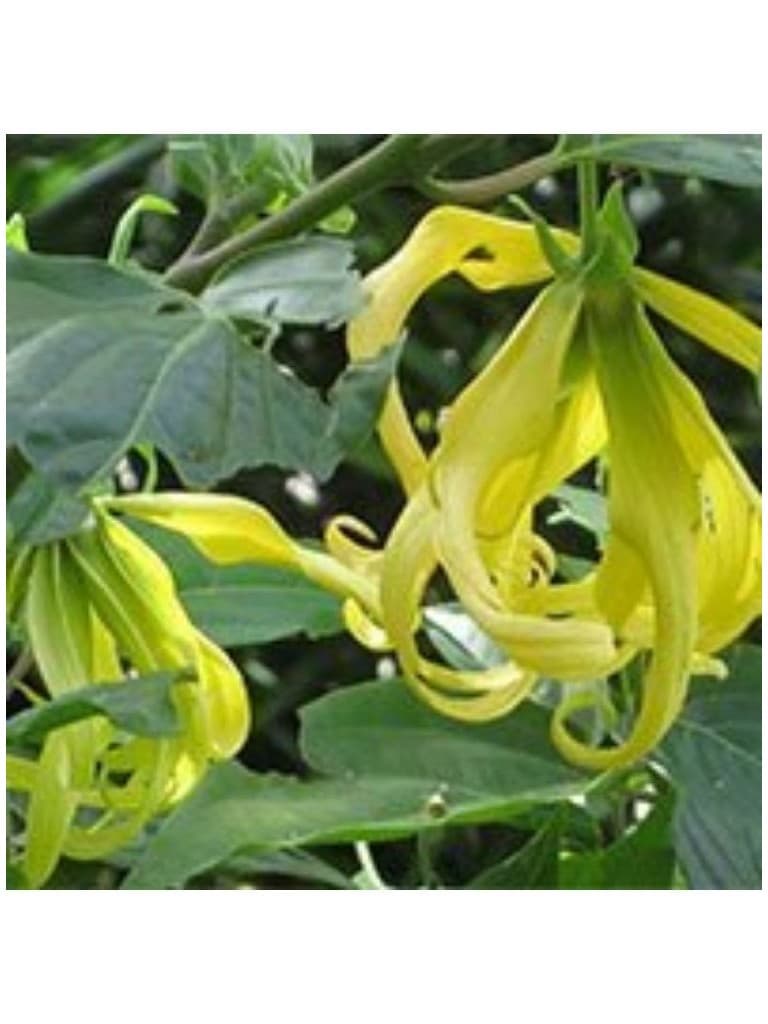 Lakshmi Oleo Essencial Puro Ylang Ylang 10Ml 165