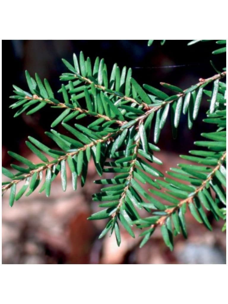 Lakshmi Oleo Essencial Puro Pruche (Tsuga Canadensis) 10Ml 1525