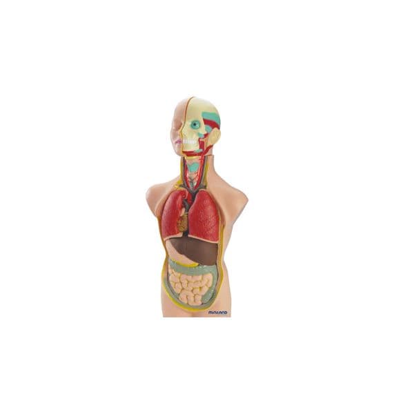Miniland Anatomia Humana 11 Peças 50 cm - OFF068602CE