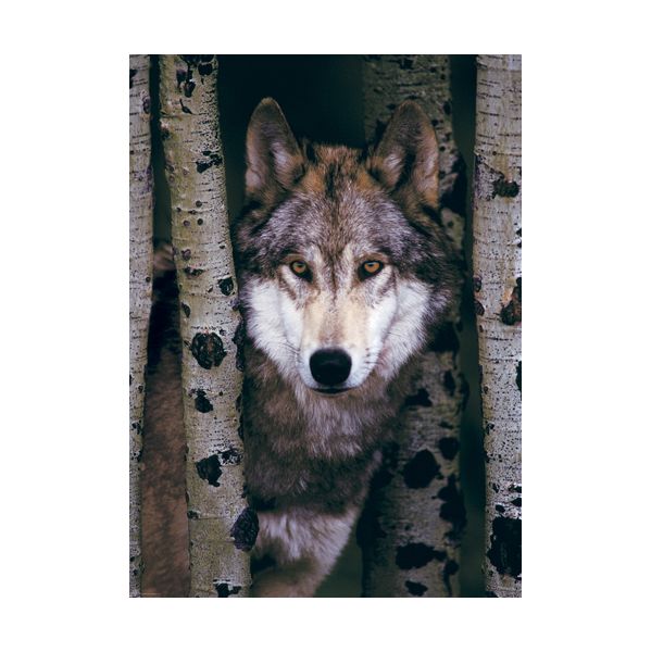 Eurographics Puzzle Lobo Cinzento 1000 Peças