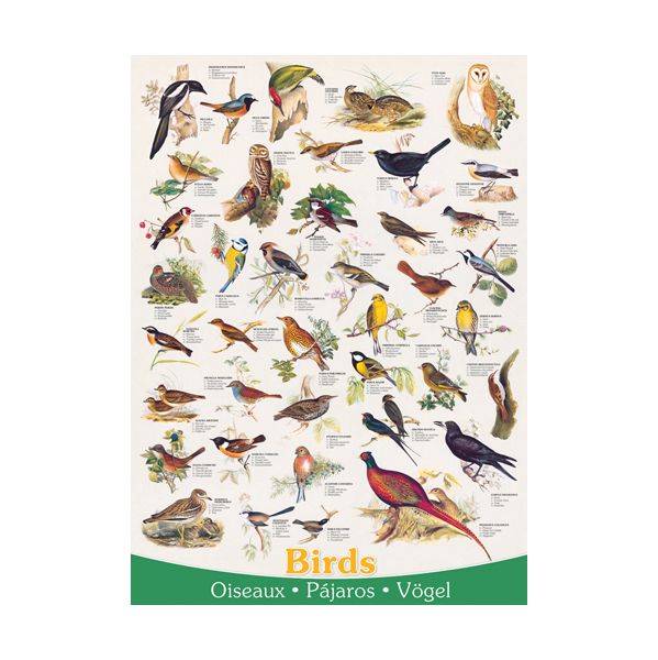 Eurographics Puzzle Aves 1000 Peças