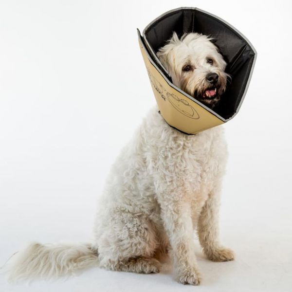 All Four Paws Colar Animais de Estimação Comfy Cone M 20 cm Bronze - 433850