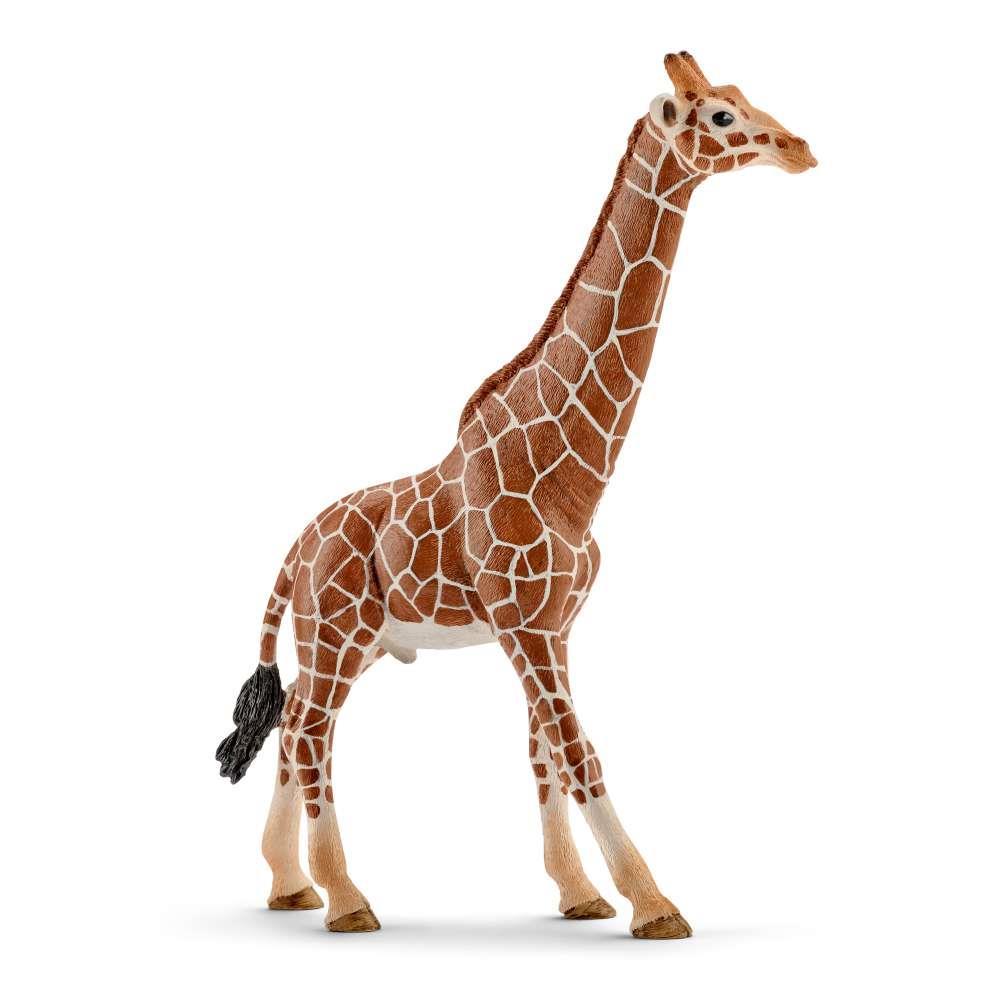 Girafa, macho