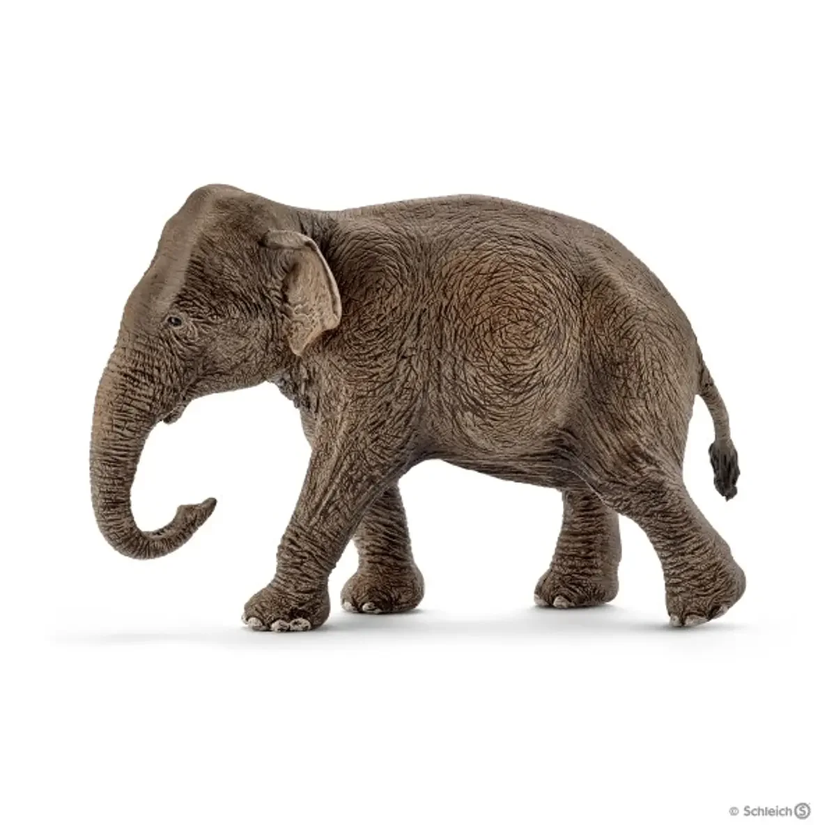 Elefante Asiático, fêmea