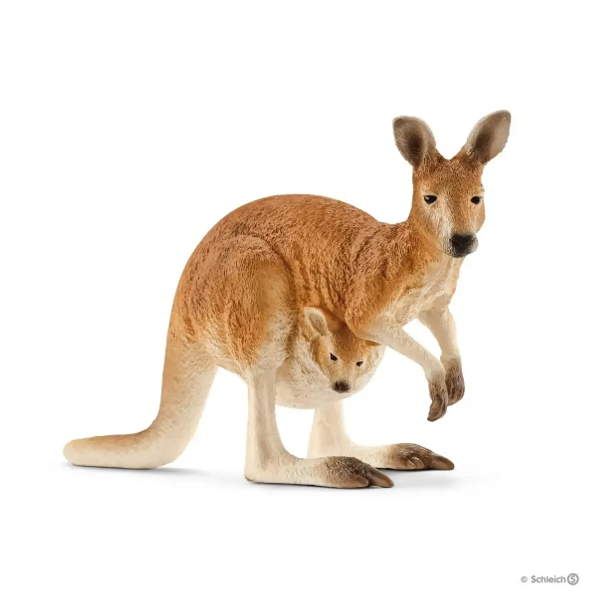 Canguru