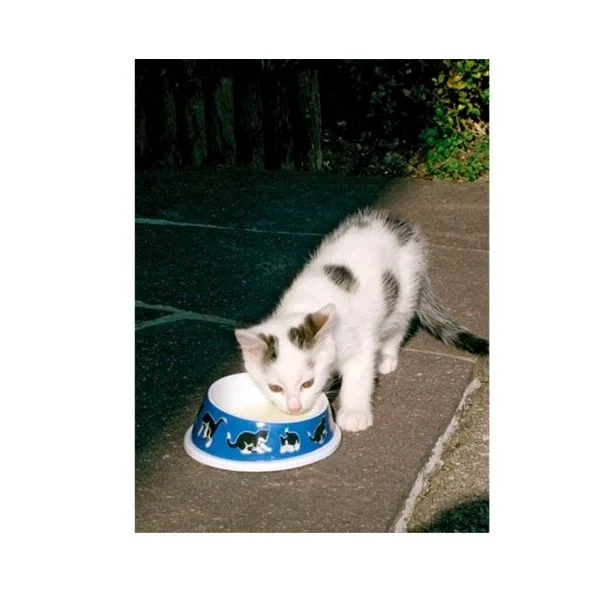 Kerbl Cat Bowl In Melamine
