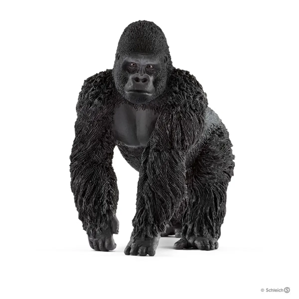Gorila, macho
