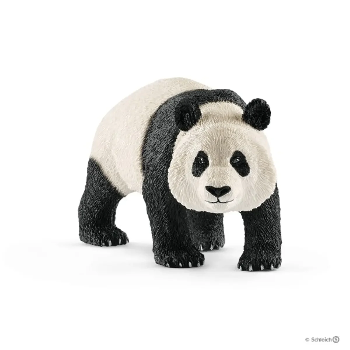 Panda Gigante, macho