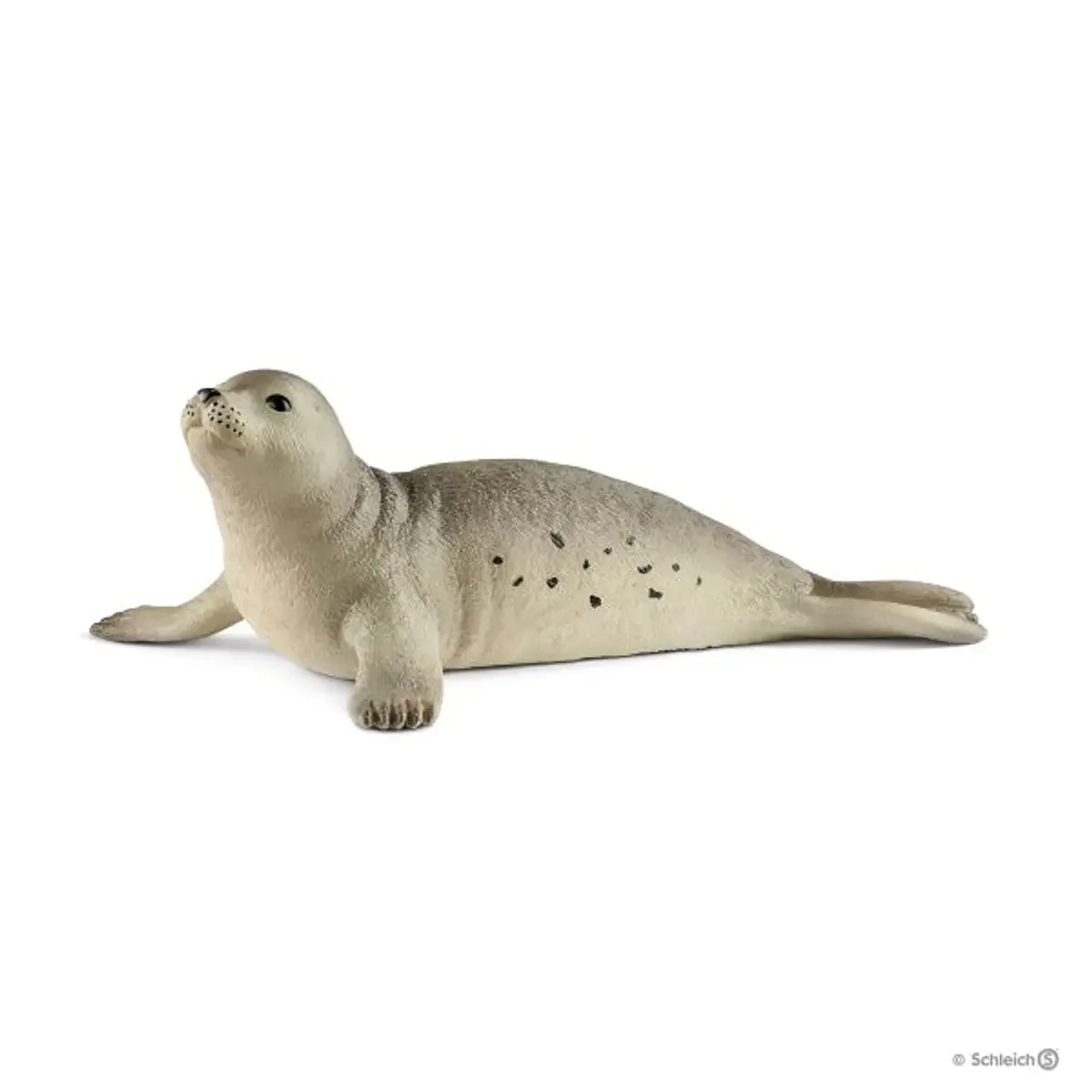 Foca, fêmea