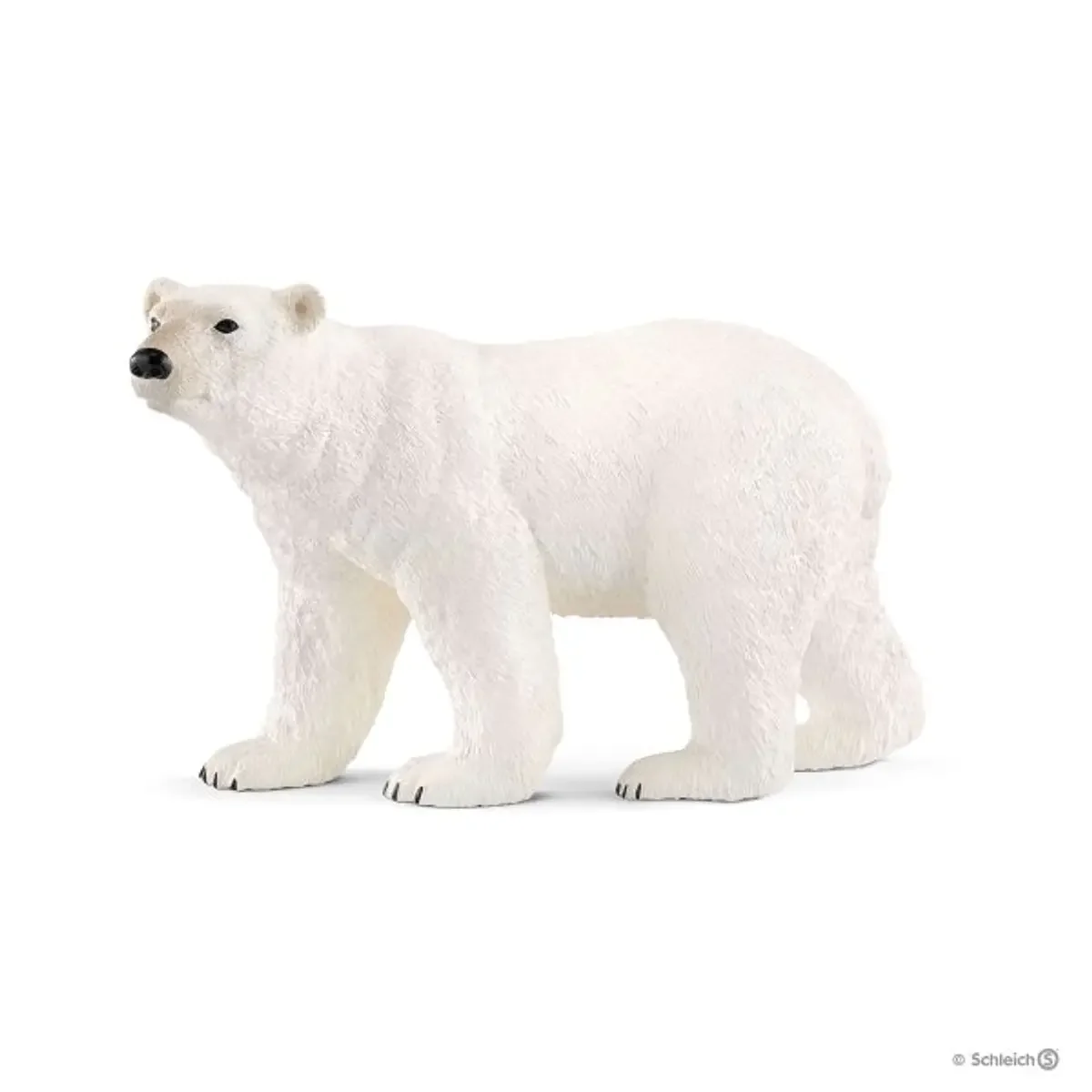 Urso Polar