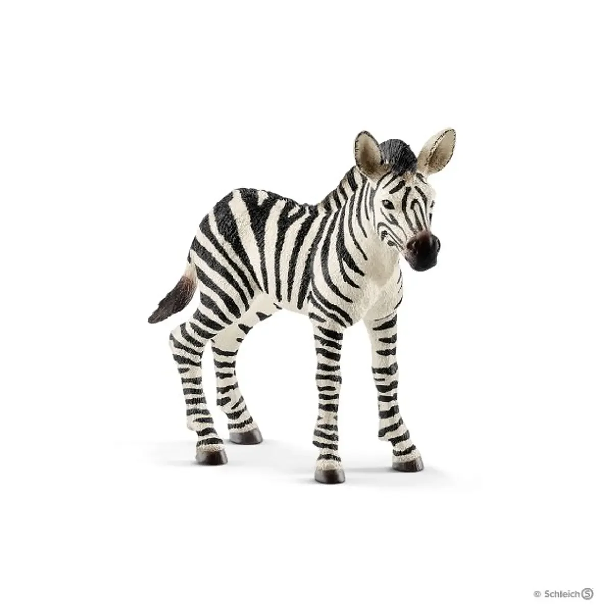 Zebra, cria